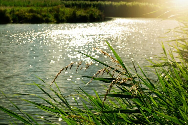self-compassion when overwhelmed
